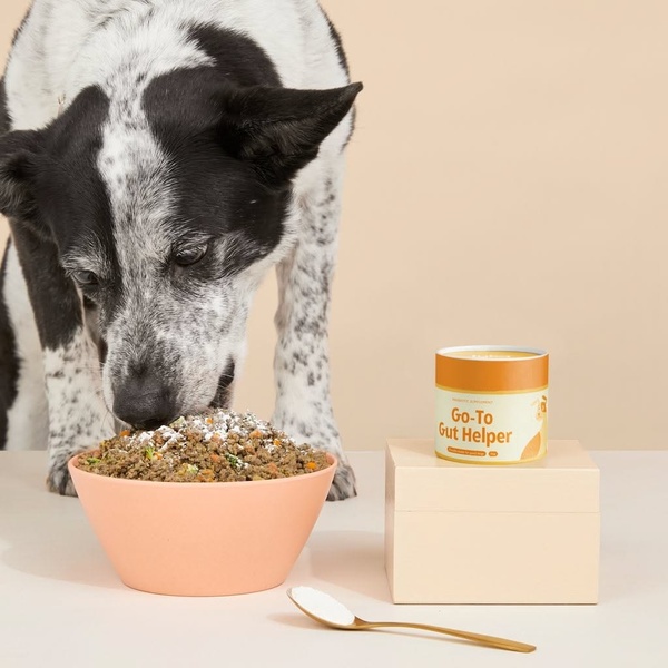 A high-contrast 1:1 image featuring a dog interacting with a bowl of food supplemented by the Go-To Gut Helper probiotic powder.